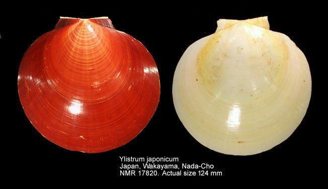 File:Amusium japonicum, tsukihigai.jpg