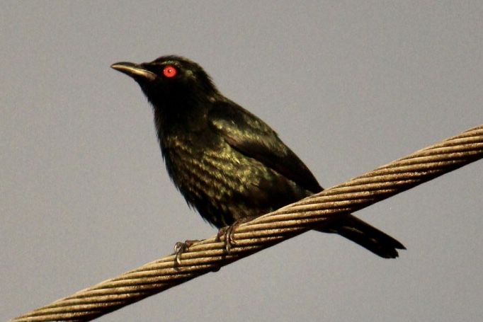 File:Asian glossy starling 23 April 2022.jpg