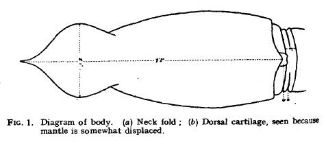 File:Body of giant squid, 1935.jpg