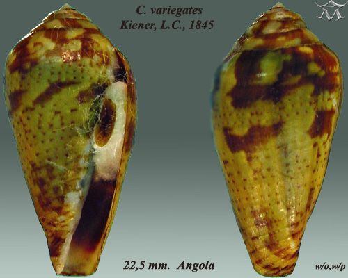 File:Conus variegatus 2.jpg