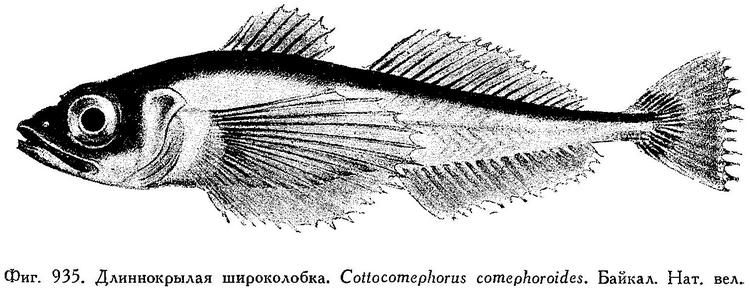 File:Cottocomephorus inermis.jpg