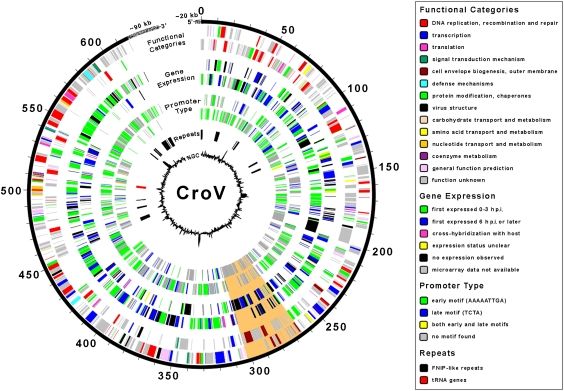 File:CroV Phylogenetics.jpg