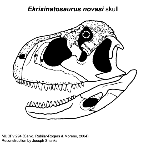 File:Ekrixinatosaurus novasi skull diagram.png