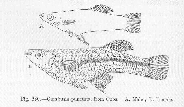 File:FMIB 47163 Gambusia punctata, from Cuba.jpeg