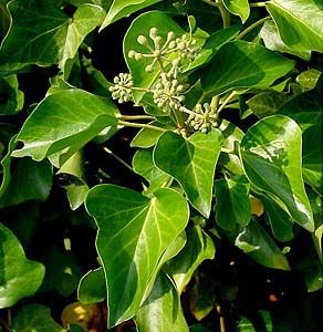 File:Hedera hibernica1.jpg