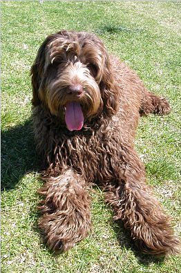 File:Labradoodle Brown.jpg