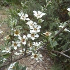 File:Leptospermum myrtifolium.jpg