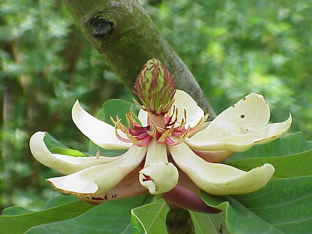 File:Magnolia obovata 02.jpg