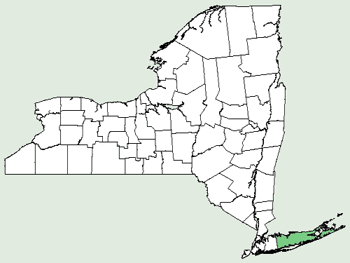 File:Melampyrum lineare var pectinatum NY-dist-map.png