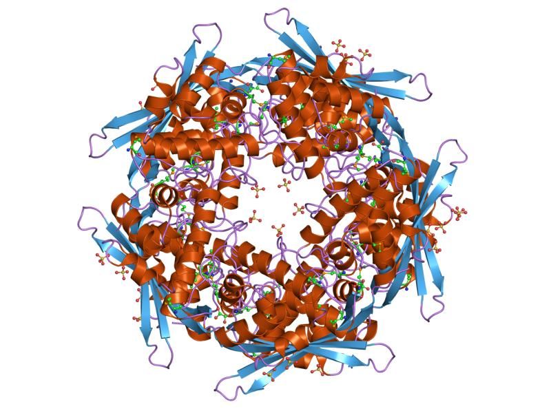 File:PDB 1dwk EBI.jpg