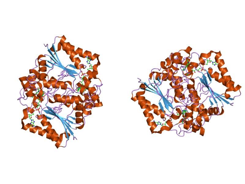 File:PDB 1h66 EBI.jpg