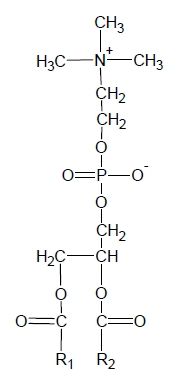 File:Phosphatidylcholine.jpg