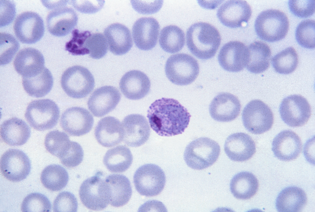 File:Plasmodium vivax 01.png