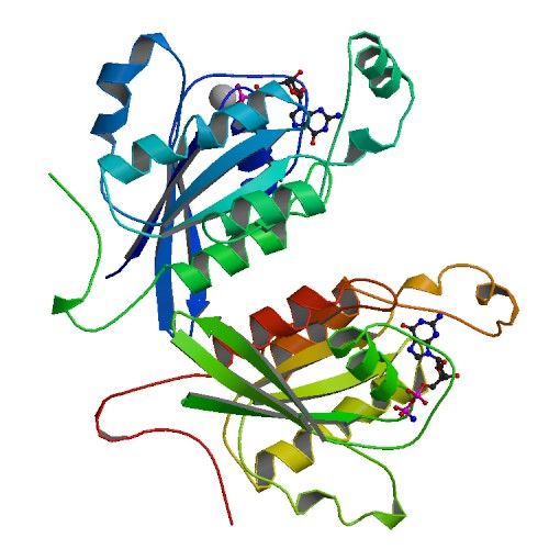 File:Protein Structure cdc42 1a4r.jpg