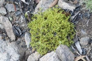 File:Scleranthus fasciculatus growth habit.jpg