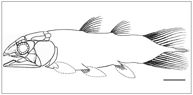 File:Serenichthys kowiensis02.jpg