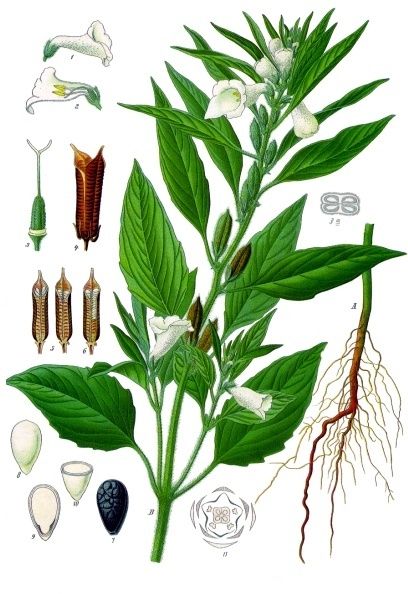 File:Sesamum indicum - Köhler–s Medizinal-Pflanzen-129.jpg