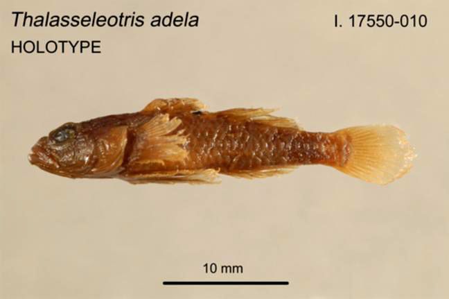 File:ThalasseleotAdelaHolotype.jpg