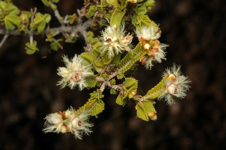 File:Verticordia decussata.jpg