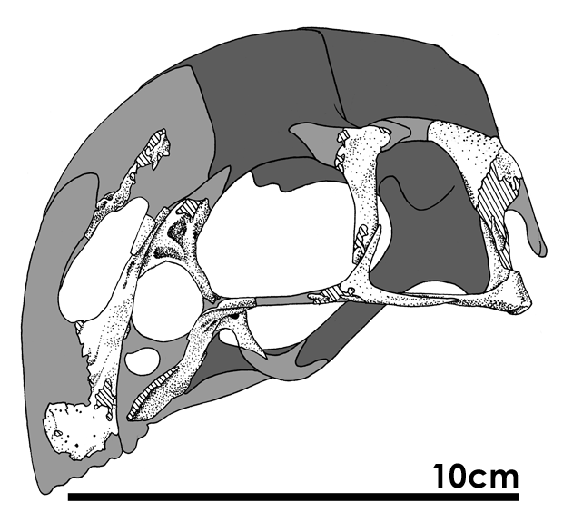 File:Wulatelong skull.png