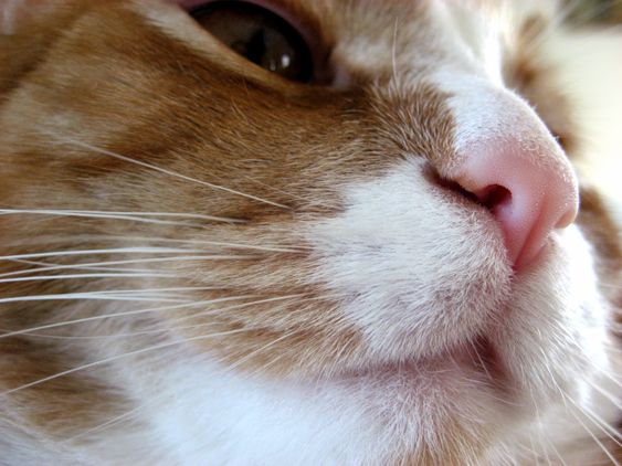 File:A cat's nose in 2008.JPG