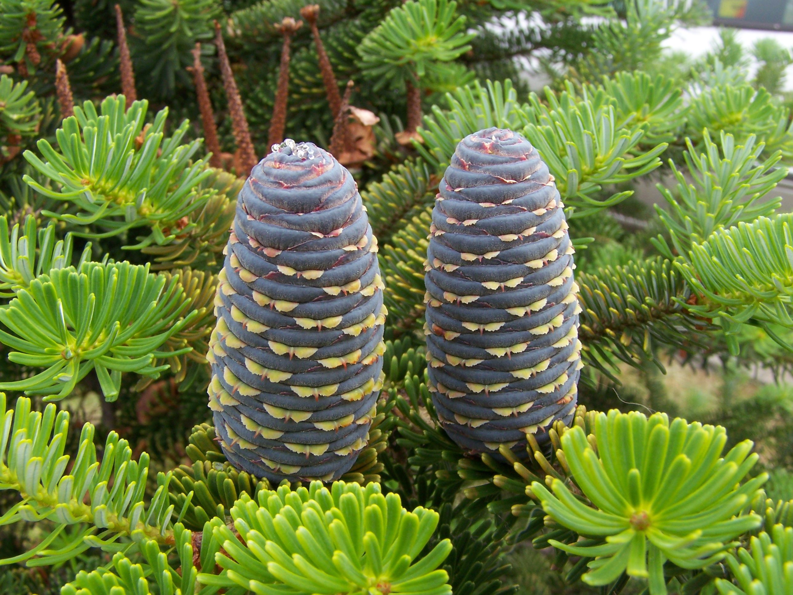 Abies_koreana_(szyszki)