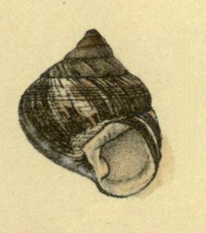 File:Amastra obesa 001.jpg