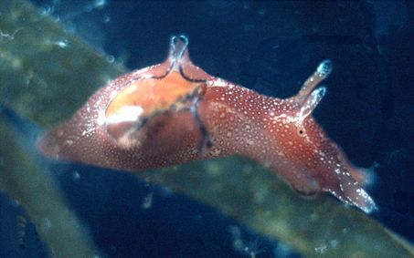 File:Aplysia punctata.jpg