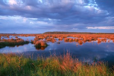 File:Big branch marsh nwr.jpg