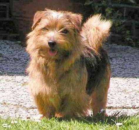 File:Charmonty Norfolkterrier.jpg