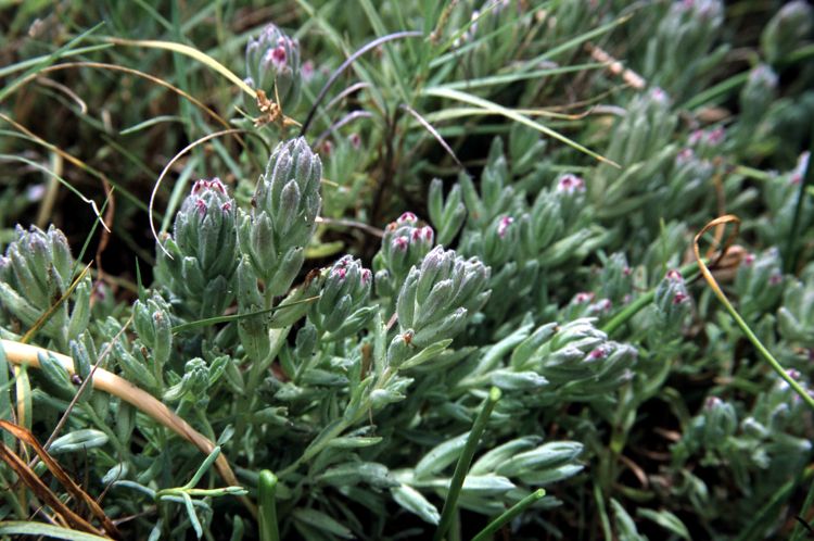 File:Chloropyron maritimum ssp palustre.jpg