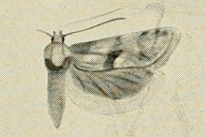 File:Cochylimorpha asiana.jpg