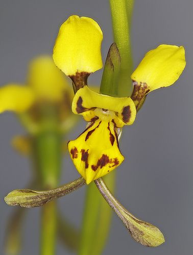 File:Diuris chrysantha.jpg