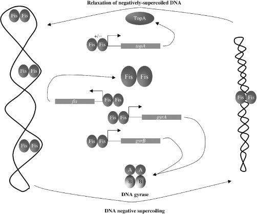 File:Dnanegativesupercoiling.jpg