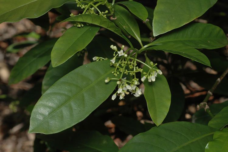 File:Eumachia frutescens flowers.jpg