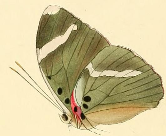 File:Euphaedra luperca.JPG