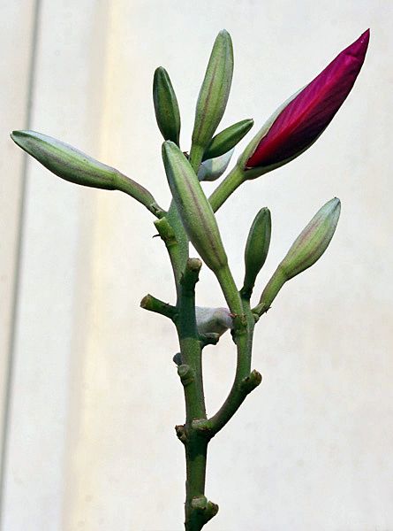 File:Flower buds I IMG 2064.jpg