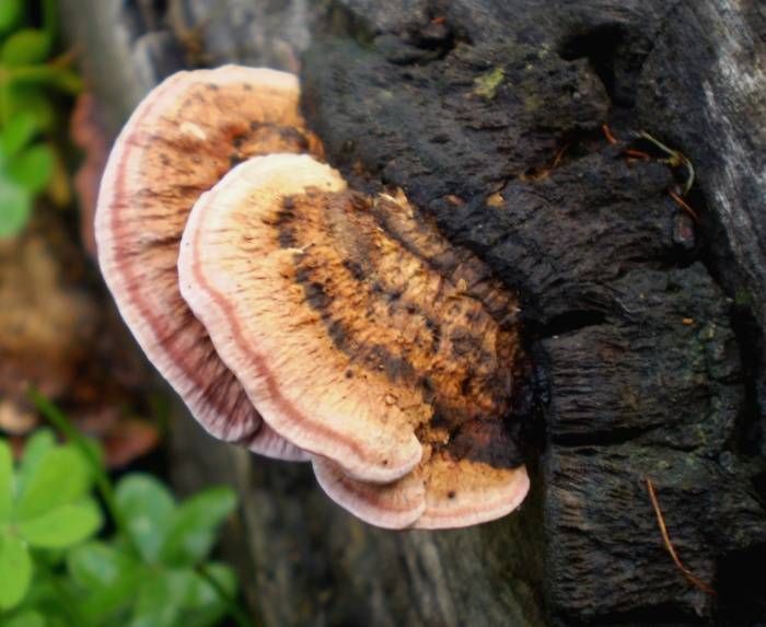 File:Fomitopsis lilacinogilva 101040.jpg