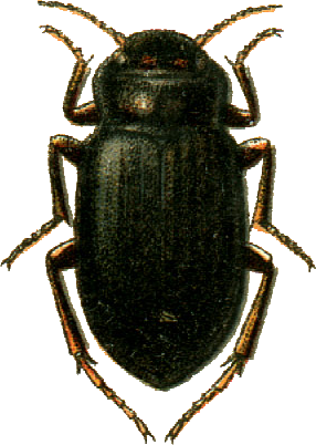 File:Hydronebrius cordaticollis Jacobson.png