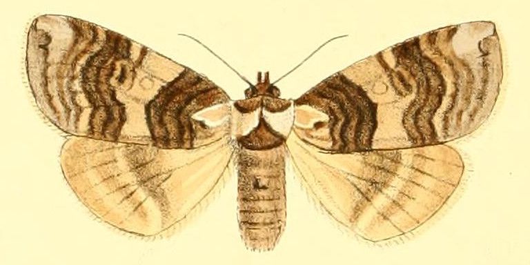 File:Illustratedessay00grot 0078 Euthyatira semicircularis.jpg