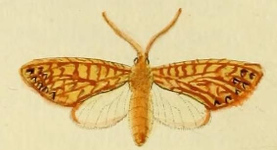 File:Lophocampa alsus.JPG