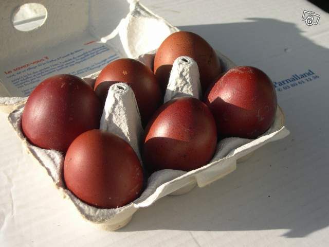 File:Marans.jpg