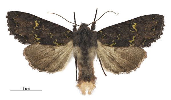 File:Meterana merope male.jpg