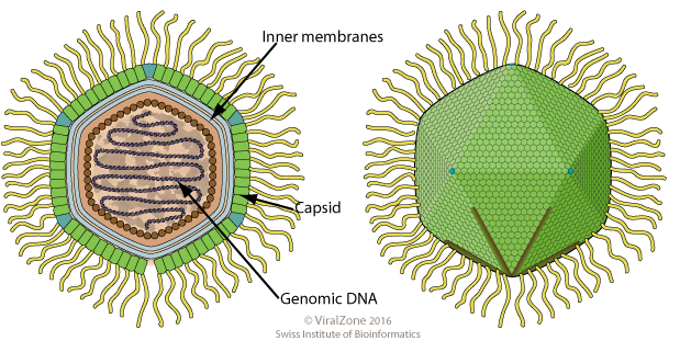 File:Mimivirus virion.png