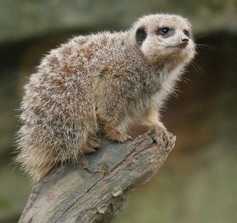 File:Newquay Zoo meerkat.jpg