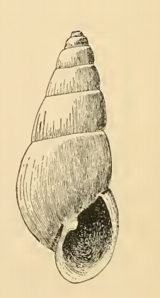 File:Odostomia culta 001.png