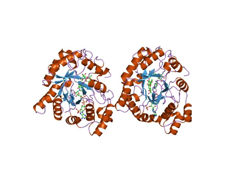 File:PDB 1ry8 EBI.jpg