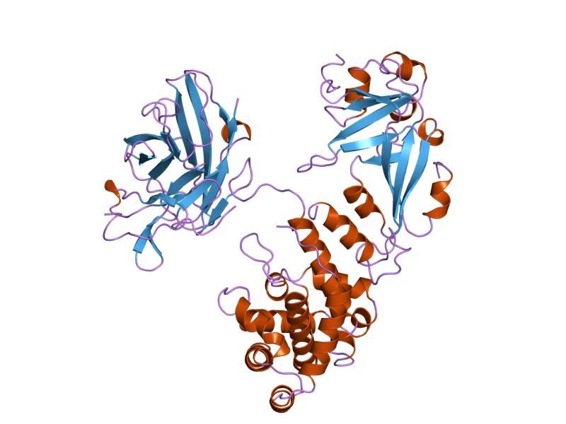 File:PDB 1xdt EBI.jpg