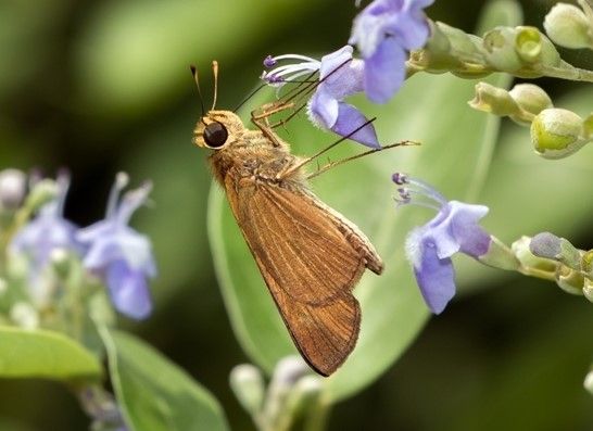 File:Panoquina hecebolus cropped.jpg