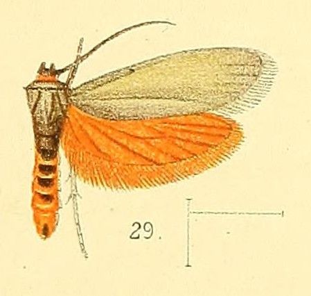 File:Pl.4-fig.29-Gymnogramma hutchinsoni Walsingham, 1891.jpg